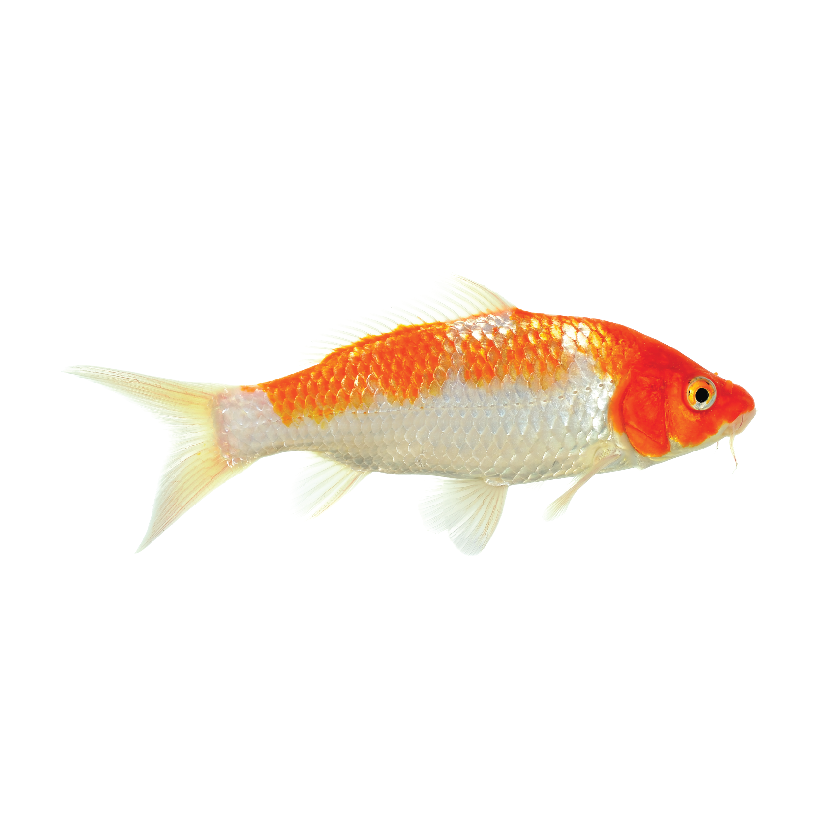 koi karpa